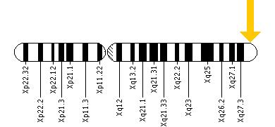 The TAZ gene is located on the long (q) arm of the X chromosome at position 28.