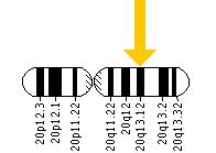 The ADA gene is located on the long (q) arm of chromosome 20 at position 13.12.
