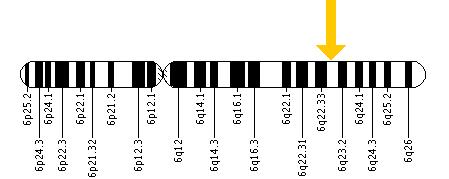 The ARG1 gene is located on the long (q) arm of chromosome 6 at position 23.