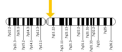The ASL gene is located on the long (q) arm of chromosome 7 at position 11.21.