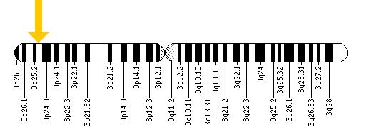 The BTD gene is located on the short (p) arm of chromosome 3 at position 25.