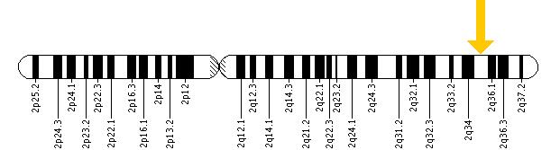 The CPS1 gene is located on the long (q) arm of chromosome 2 at position 35.