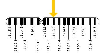 The CPT1A gene is located on the long (q) arm of chromosome 11 at position 13.2.