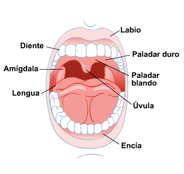 Body Map for Mouth and Teeth (Spanish)