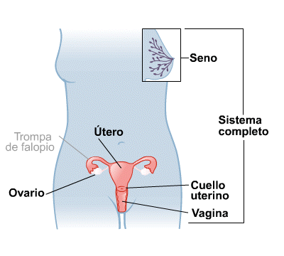 Body Map for Female Reproductive System (Spanish)