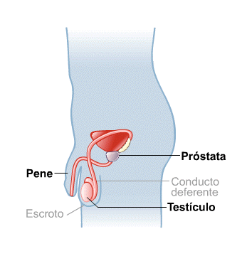 Body Map for Male Reproductive System (Spanish)
