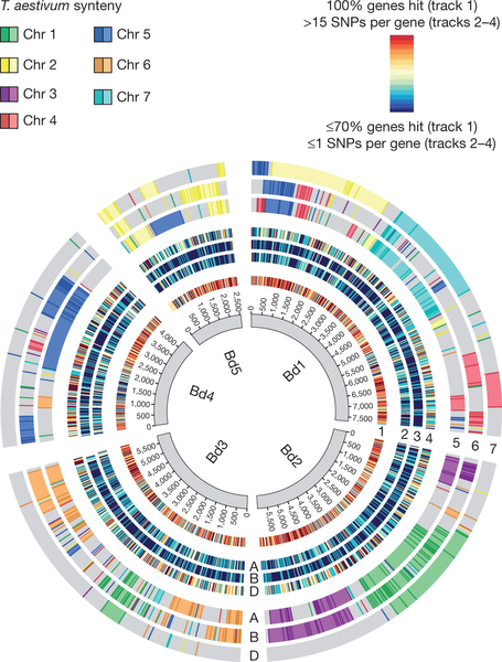 Alignment of wheat 454[thinsp]reads, SNPs and genetic maps to the B.[thinsp]distachyon genome.