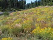 wildflowers and grasses growing along a roadside.