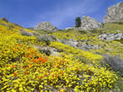 rocky ridge with yellow and orange wildflowers growing in the foreground.