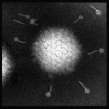 photo of adenovirus