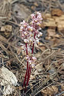 Pyrola aphylla.