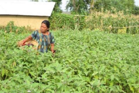 Man Maya Lama, the beneficiary of USAID agricultural training, tends to her fields.