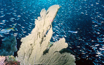 Image of a coral reef with large numbers of fish swimming above the coral.