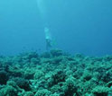 Image of a diver swimming above a coral reef.