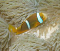 Image of a clownfish on anemone.