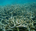 Image of Acropora coral.