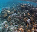 Image of coral reef that rings the island of M'oorea.