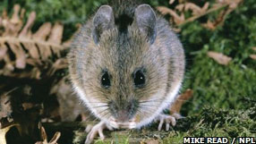 Earth News (European woodmouse © Mike Read/NPL)