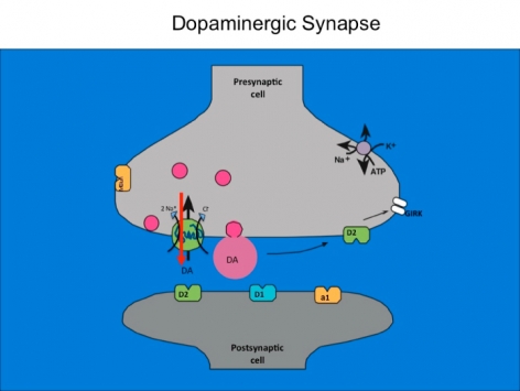 Dopaminergic Synapse