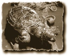 Entangled turtle