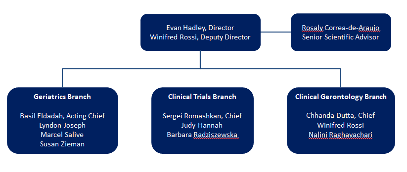 Organizational Structure diagram for the Division of Geriatrics and Clinical Gerontology (DGCG)-- On the top strata are Evan Hadley, Director; Winifred Rossi, Deputy Director; and Rosaly Correa-de-Araujo, Senior Scientific Advisor. All the following branches report directly to the Director and Deputy Director, in 3 strata. 1 Geriatrics Branch. Staff includes Basil Eldadah (Acting Chief), Lyndon Joseph, Marcel Salive, and Susan Zieman. 2 Clinical Trials Branch. Staff includes Sergei Romashkan (Chief), Judy Hannah, and Barbara Radziszewska. 3 Clinical Gerontology Branch. Staff includes Chhanda Dutta (Chief), Winifred Rossi, and Nalini Raghavachari.