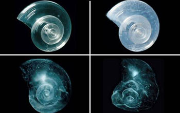 Images showing dissolution of shells placed in seawater with increased acidity.