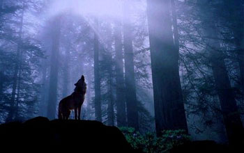 Image of a wolf howling in the forest.