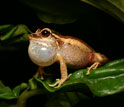 Image of a frog with an enlarged neck sac croaking.