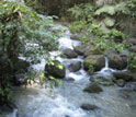 Image of a bubbling brook.