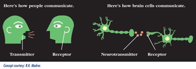 Diagram of brain cells communicating.