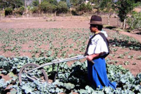 Ecuador’s small farmers harvest broccoli to survive the country’s agricultural trade problems.