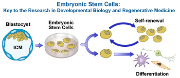 Embryonic Stem Cells