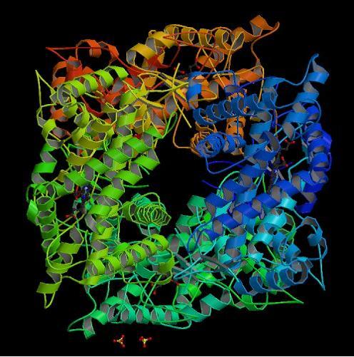 Protein structure.