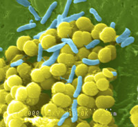 Scanning electron micrograph of bacteria.