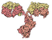 Antibodies are immune system molecules that help rid the body of foreign material like bacteria or viruses. The two arms of the Y-shaped antibody bind to a foreign molecule and the stem sends signals to recruit other members of the immune system. Credit: David S. Goodsell