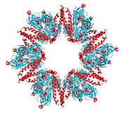 A mix of alpha helices (red) and beta sheets (blue) make up this protein. Credit: RCSB Protein Data Bank