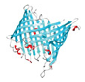 This protein is made up of mostly beta sheets. Credit: RCSB Protein Data Bank