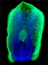 In this 8-day old mouse embryo, a protein (green) guides the formation of liver and pancreas cells. Credit: Kenneth Zaret, University of Pennsylvania 