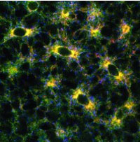 Fluorescent markers reveal the endoplasmic reticulum’s interconnected sacs. Credit: Andrea Daga, Eugenio Medea Scientific Institute