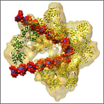 Structure of origin recognition complex as it begins DNA replication. Courtesy of Huilin Li, Brookhaven National Laboratory; Bruce Stillman, Cold Spring Harbor Laboratory.