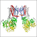 BK ion channel. Courtesy of Christopher Lingle Laboratory, Washington University School of Medicine in St. Louis.