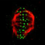 Two tales of cell division. Courtesy of Jean Cook and Edward Salmon, University of North Carolina at Chapel Hill.