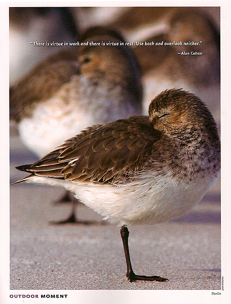 Photo of birds at rest