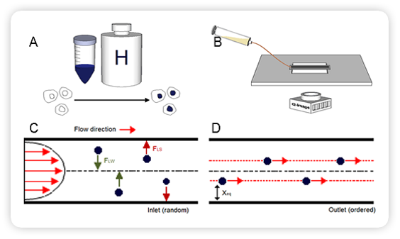 Q-Path high-throughput platform design and implementation (A) Concentrated cell suspensions were stained to selectively label nuclei and (B) fed into an inertially focusing microfluidic chip and imaged using high-speed color microscopy.  (C) Inside the channel, cells are subject to a size-dependent shear gradient lift force (FLS) due to laminar fluid flow and an opposing wall effect lift force (FLW) due to the channel wall. Cells adopt equilibrium positions (Xeq) according to size at outlet where they are rapidly imaged.