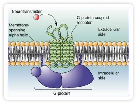 Understanding Critical Protein Structures May Speed Drug Development