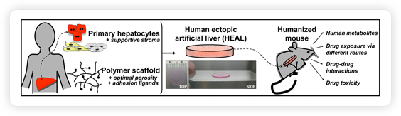 Liver cells from a human donor (primary hepatocytes), human endothelial cells, and mouse fibroblasts are encapsulated together in a polymer skeleton and then implanted in a mouse. The implant forms a so-called human ectopic artificial liver (HEAL). Mice with HEALs are “humanized” because they harbor a human liver in addition to their own liver. HEALs provide insight into human biology, predicting how new drugs might behave in humans. (Figure adapted from PNAS. 2011;108(29):11842–7.)