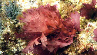 Photo shows the Chondrus crispus red seaweed from which gelatinous extracts called carrageenans—commonly used as food additives, in lubricants, and may have anti--HPV properties--are derived.