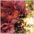 Photo shows the Chondrus crispus red seaweed from which gelatinous extracts called carrageenans�commonly used as food additives, in lubricants, and may have anti--HPV properties--are derived.