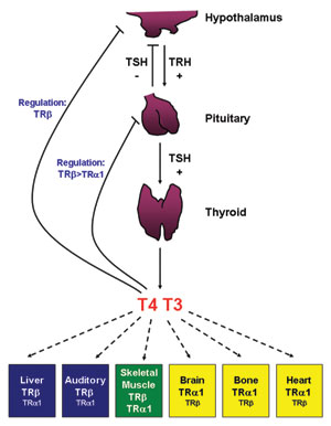 The hypothalamic-pituitary-thyroid (HPT) axis consists of a complex signaling network that regulates multiple organ systems. TSH = thyroid-stimulating hormone; TRH = thyrotropin-releasing hormone; T3, T4 = thyroid hormones; TR = thyroid hormone receptor. Image adapted from O’Shea et al., Nuclear Receptor Signaling (2006) 4, e011.