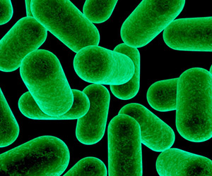 Gut Microbes